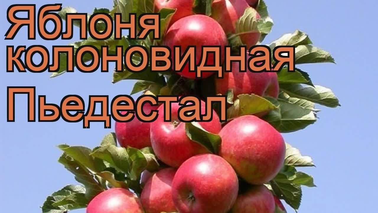 Сорта колоновидных яблонь