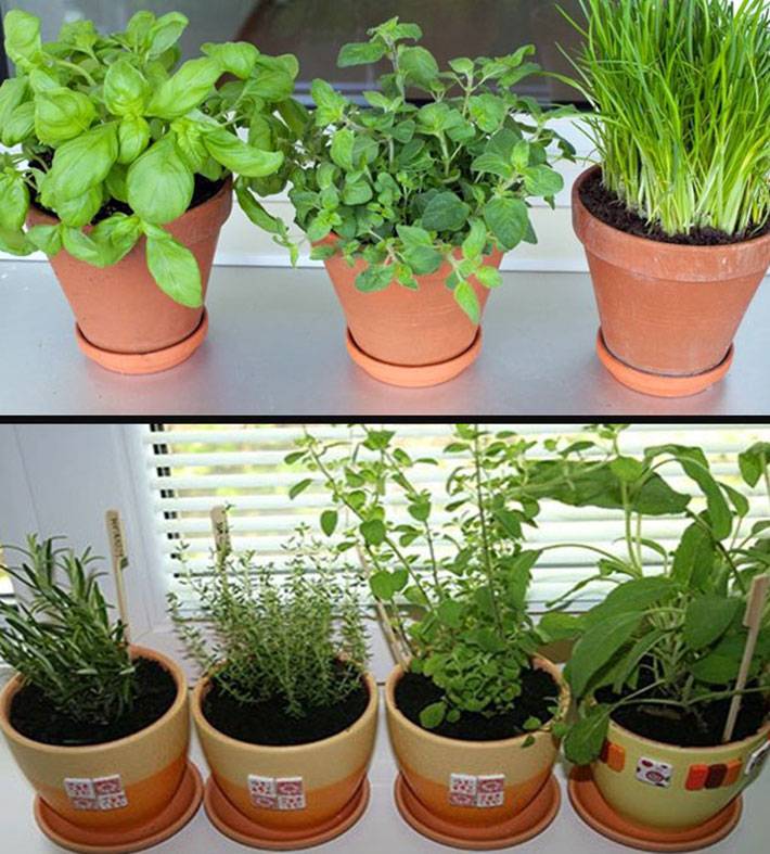 Зелень дома | выращивание на подоконнике
