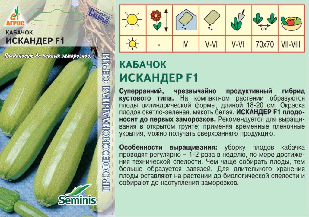 Описание сорта кабачка искандер f1 особенности выращивания и урожайность