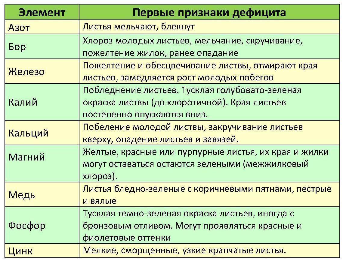 Схема подкормки яблони по месяцам