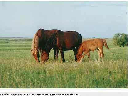 Кушумская лошадь - fermnamilion
