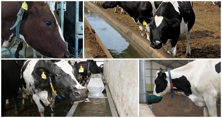 Кормление крс | как кормить корову, чтобы улучшить показатель упитанности или конституции тела