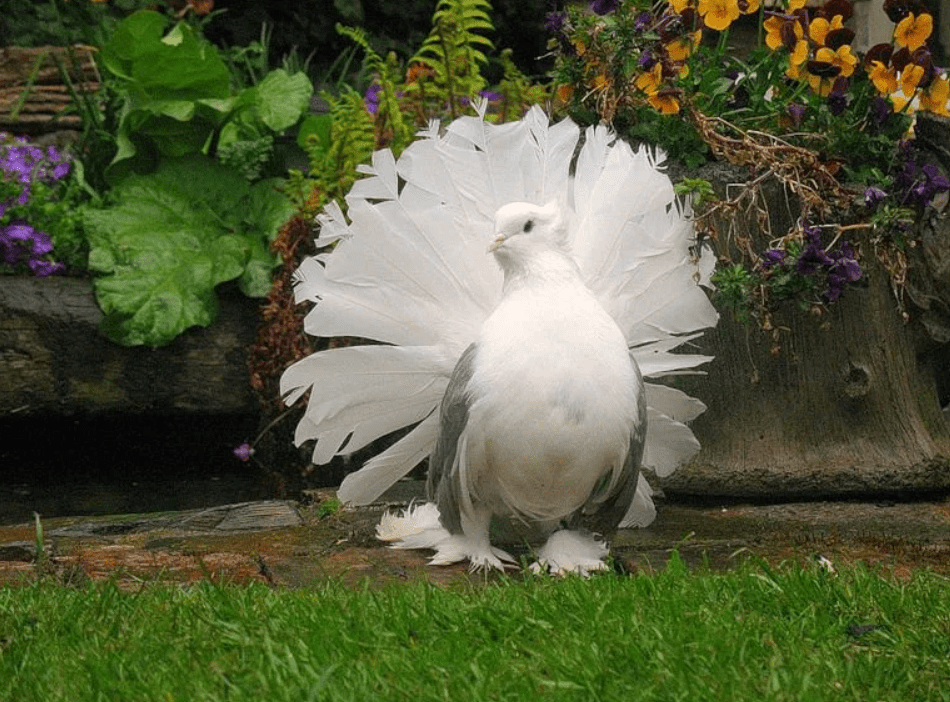 Пестрые голуби павлины: описание породы, особенности разведения и спаривания