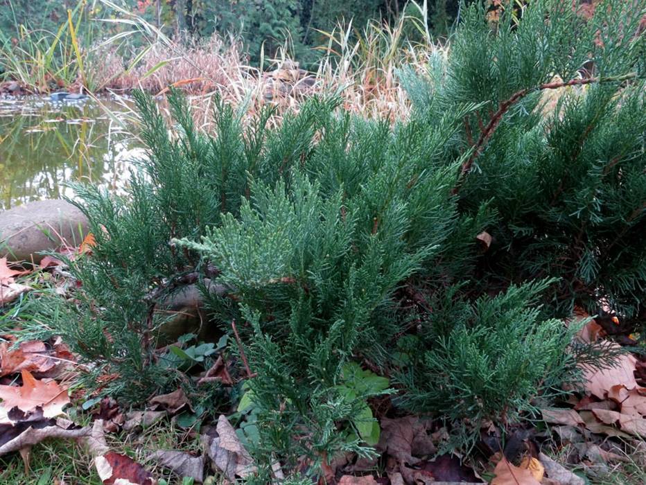 Можжевельник казацкий тамарисцифолия (tamariscifolia). описание, уход. фото