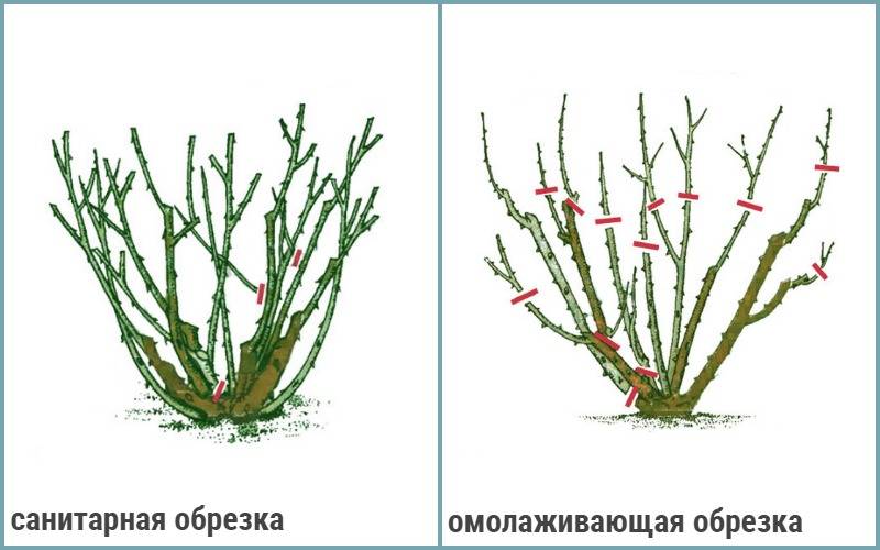 Схема подрезки роз