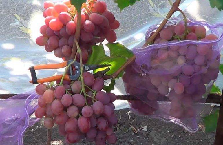 Описание сорта винограда анюта