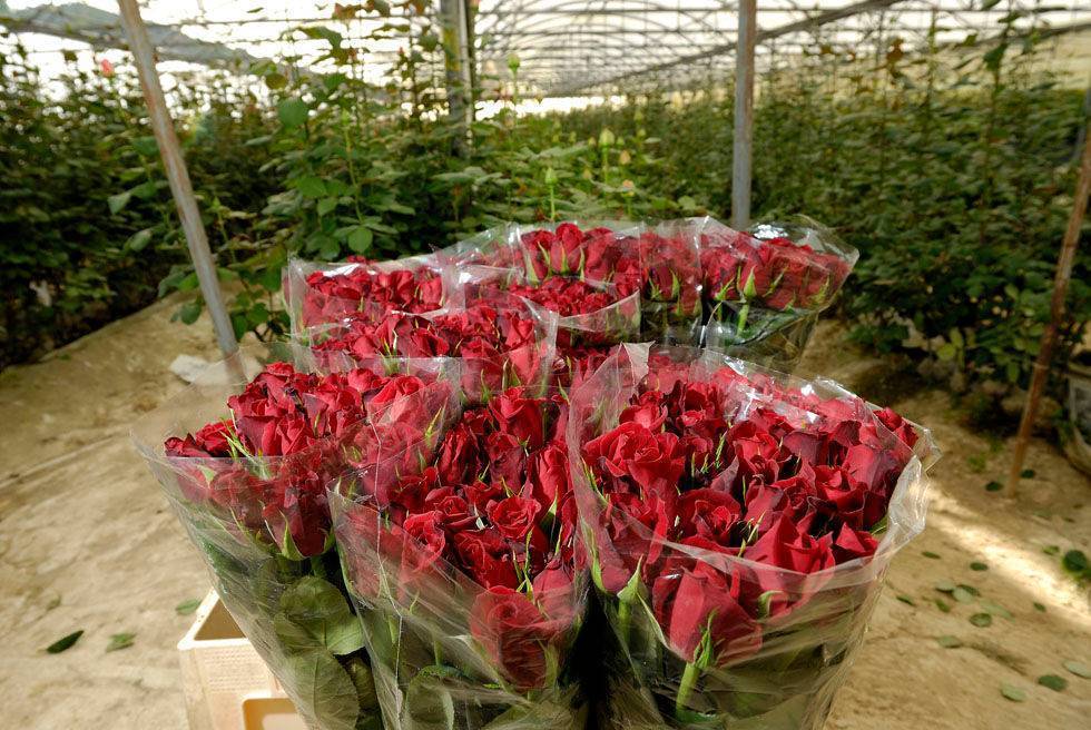 Популярные сорта голландских роз: фото и краткое описание