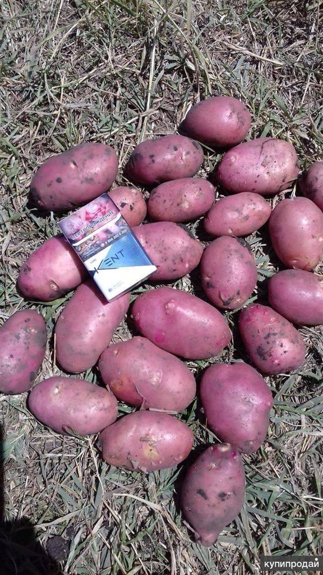 Аккуратные и ровные как на подбор клубни — картофель сильвана: описание сорта и отзывы