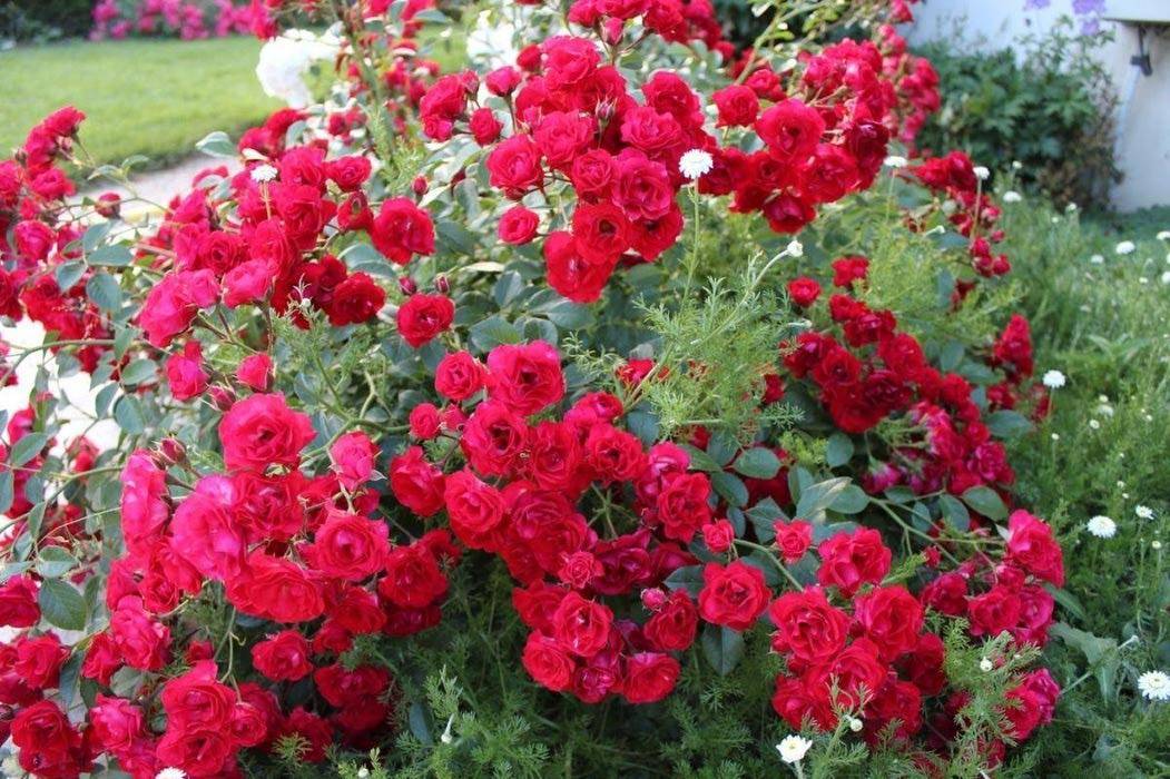 Лучшие сорта почвопокровных роз для создания яркого ковра в саду