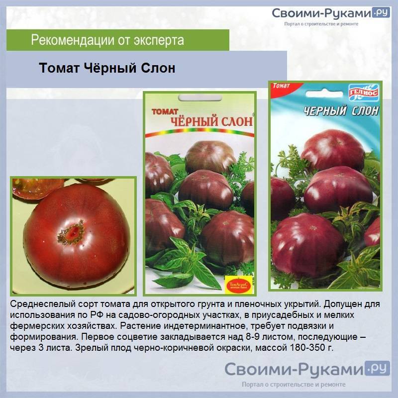 Томат малиновый слон: описание сорта, отзывы, фото | tomatland.ru