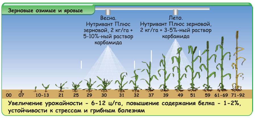 Пшеница овес подсолнух кукуруза все уже созрело и требовало хозяйских хлопот схема предложения