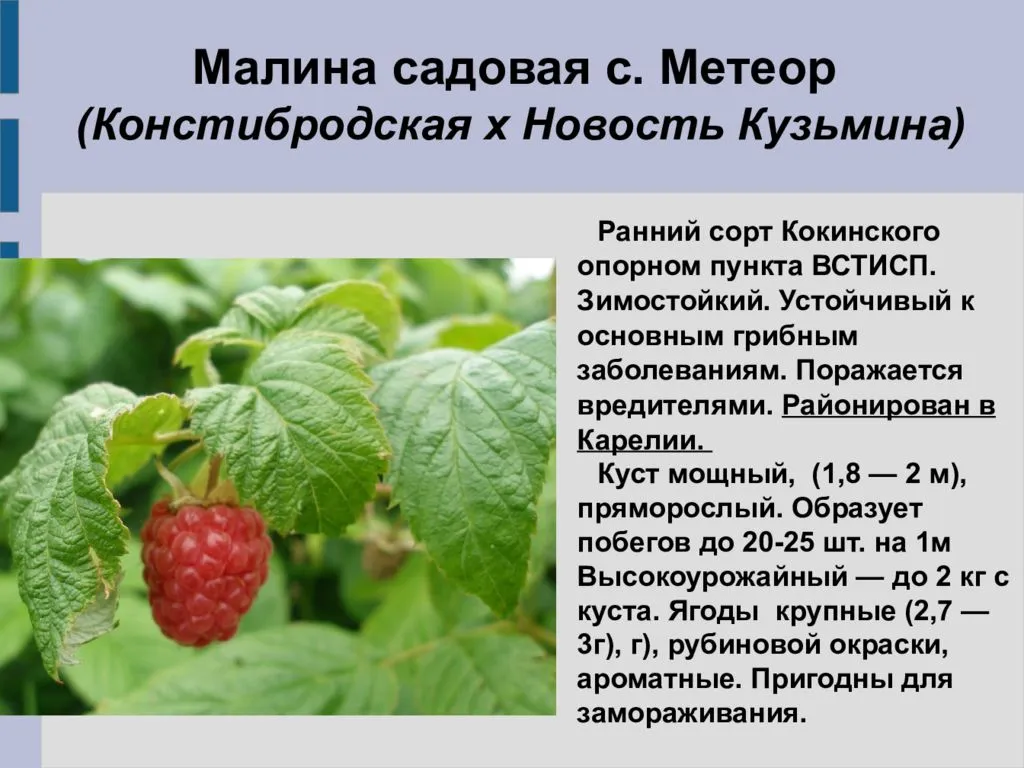 Описание сорта малины Метеор — как поднять урожайность