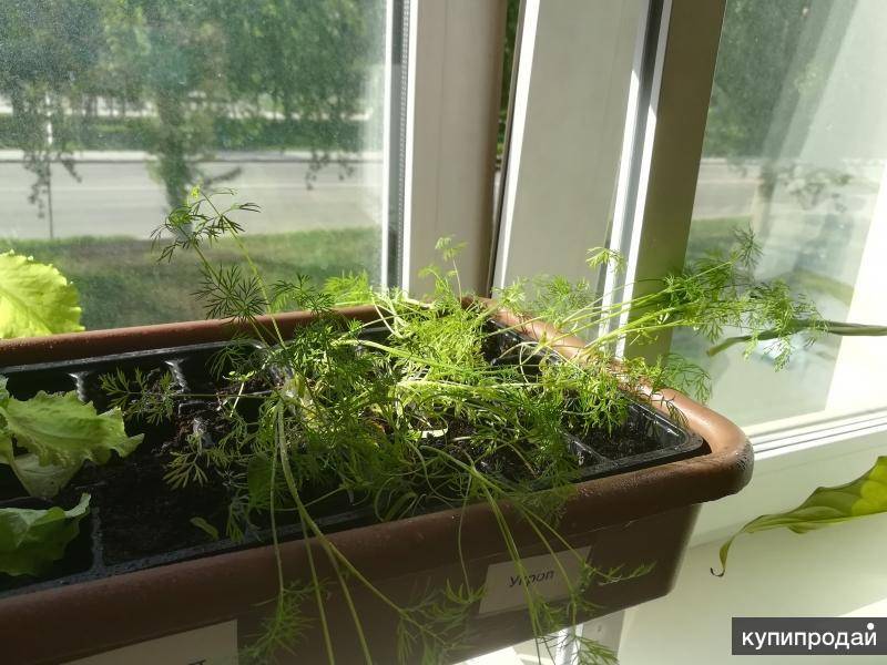 Огород на подоконнике: просто и удобно