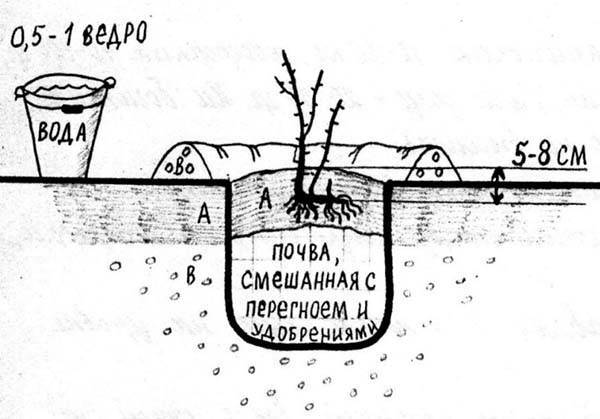 Как посадить жимолость осенью (уход, обрезка и подкормка)