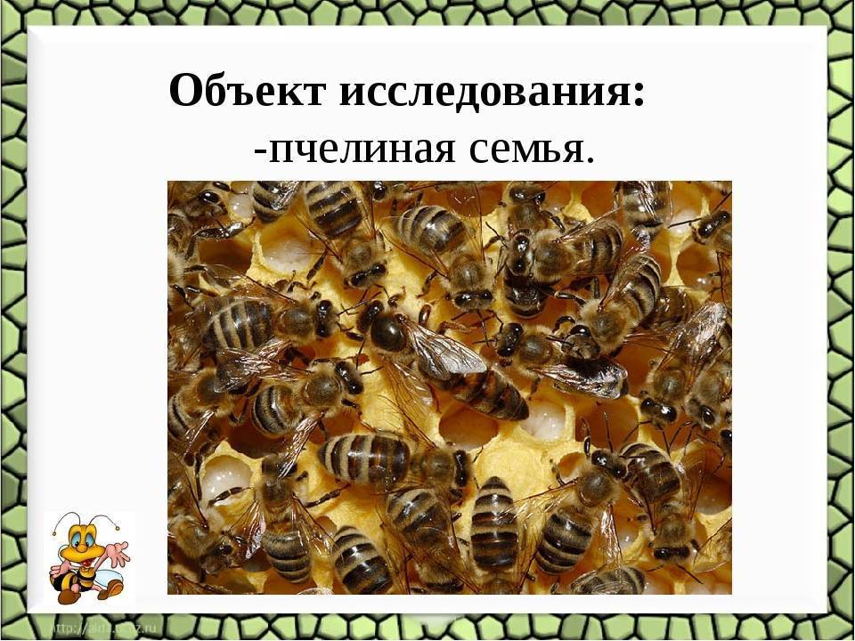 Пчелиная семья: состав, матка, формирование расплода, фото