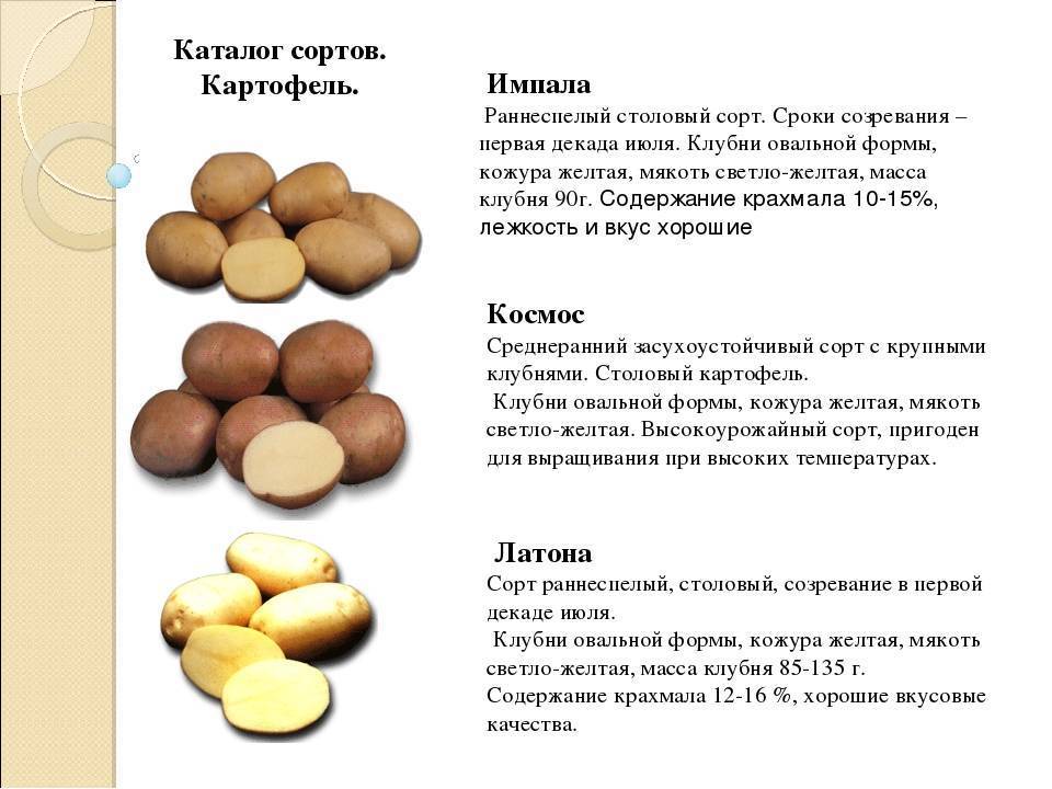 Картофель импала: характеристика сорта, отзывы тех, кто сажал