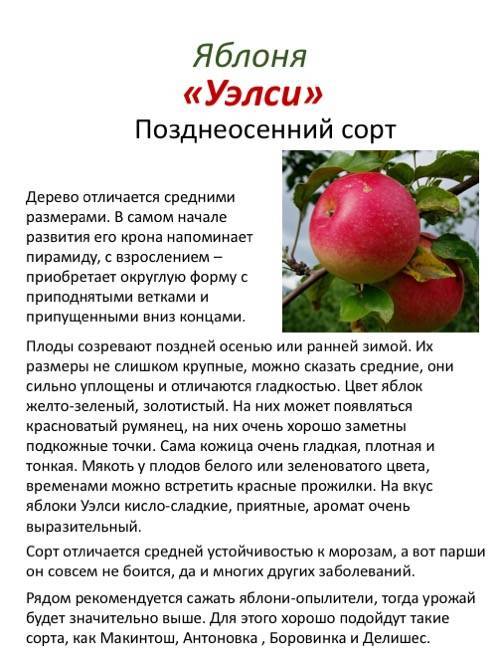 Яблоки уэлси описание сорта фото