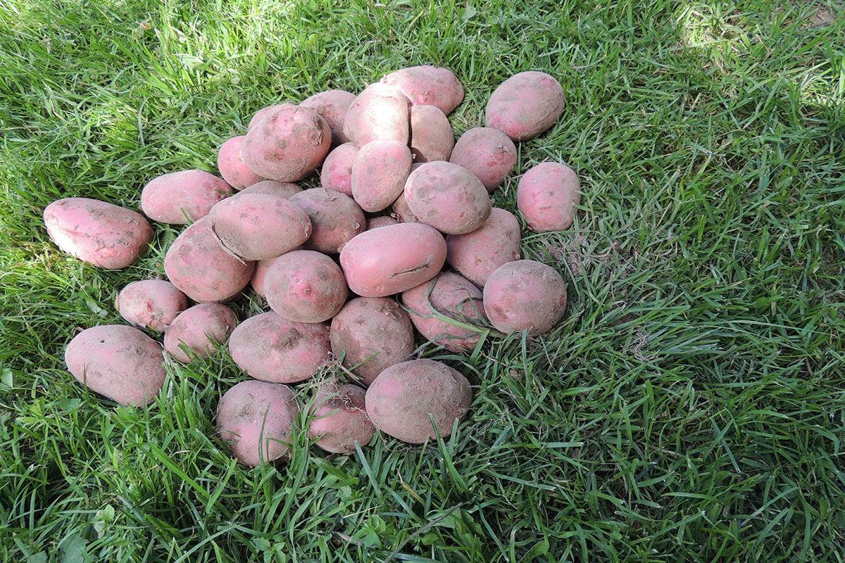 Описание и характеристика сорта картофеля ласунок, посадка и уход