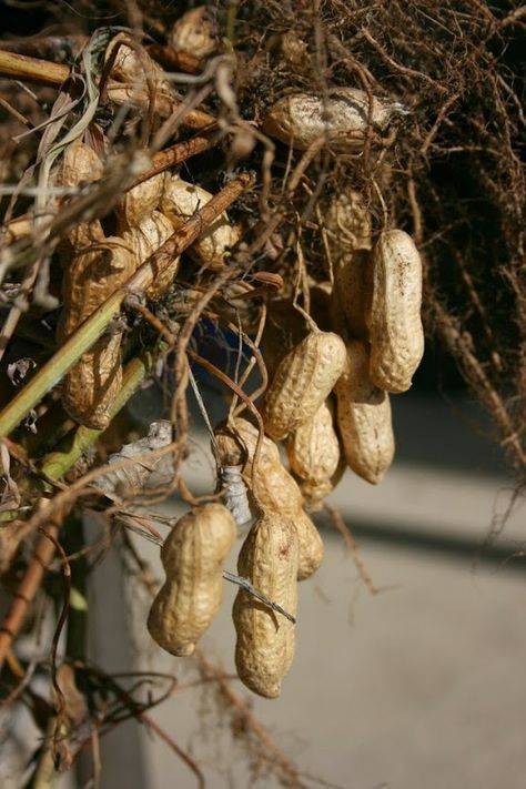 Где и как растет арахис