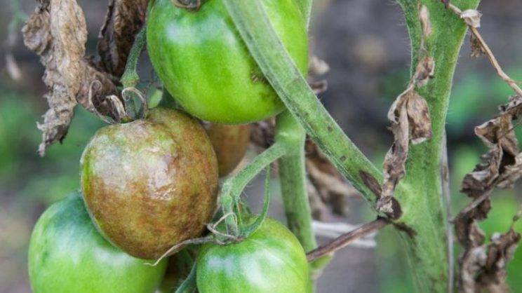 Обработка помидоров от фитофторы органическими средствами с фото