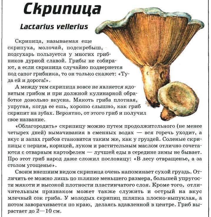 Особенности гриба скрипица