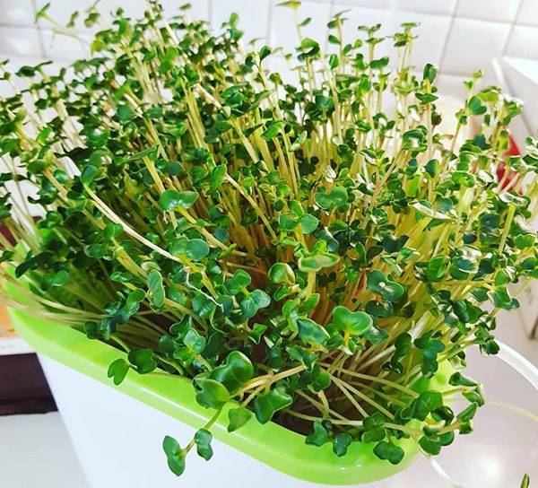 Руккола, кресс-салат, базилик: как вырастить микрозелень на подоконнике дома
