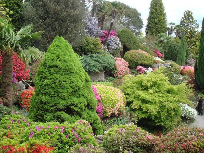 Все про рододендрон садовый: посадка, уход, применение в дизайне сада