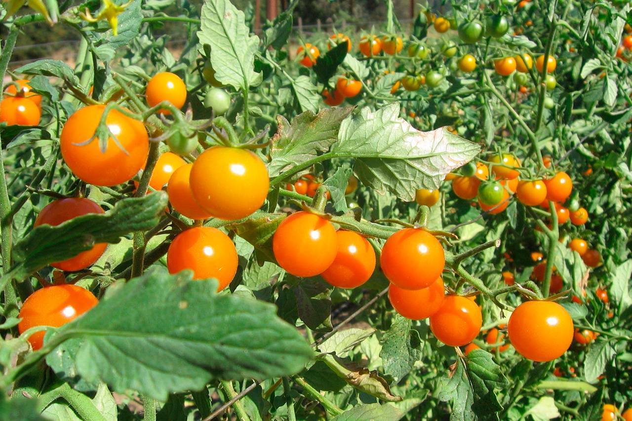 Сорта томатов устойчивые к фитофторе для теплицы из поликарбоната: какие помидоры самые урожайные, как подобрать лучший вид