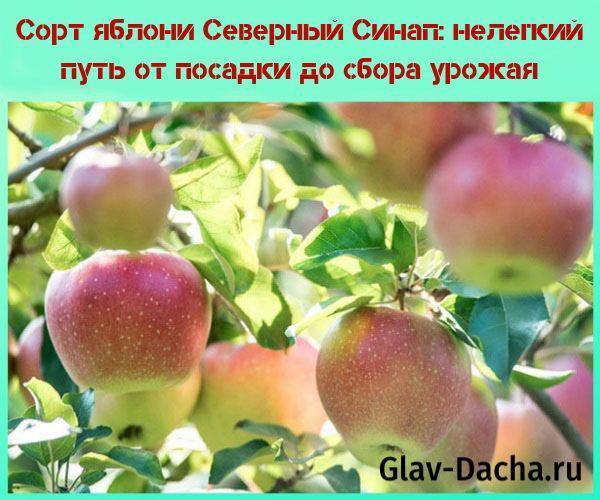 Яблоня "северный синап": описание, фото, отзывы
