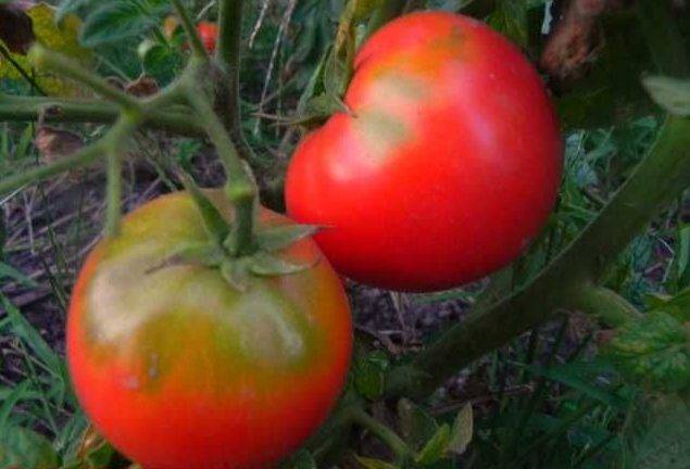 Характеристика, выращивание и описание томата демидов