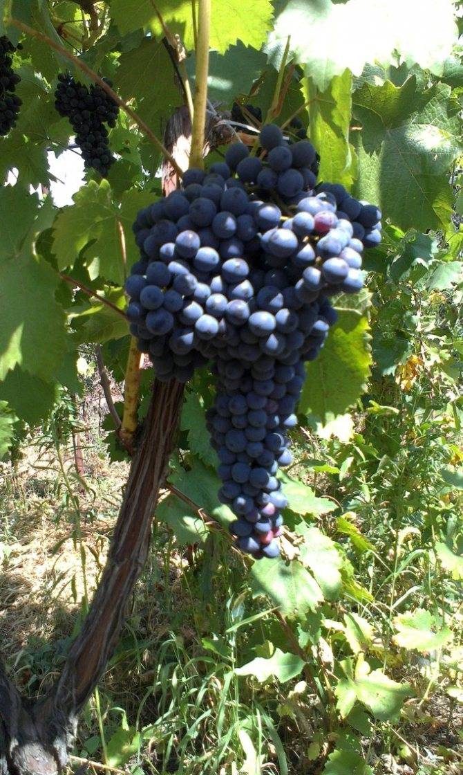 Описание сорта винограда красень с фото