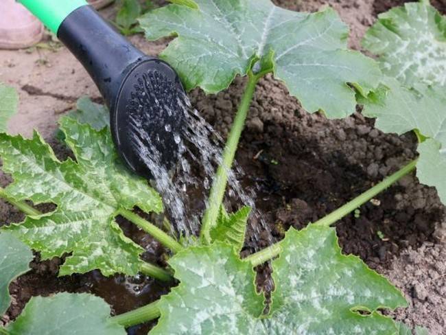 Как поливать тыкву: в жару, в открытом грунте и теплице, в период созревания