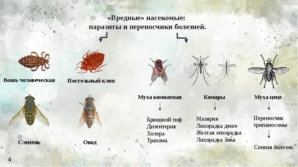 Какие болезни переносят голуби: чем можно заразиться и опасные для человека инфекции