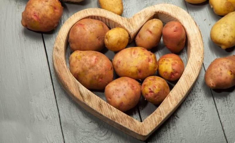 Самые лучшие сорта картофеля: топ-10 самых вкусных и урожайных сортов