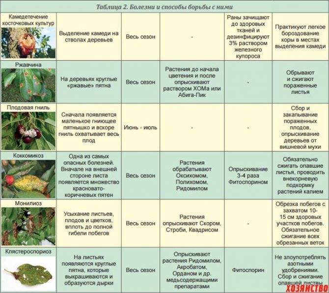 Весенняя обработка сада (пошаговый план работ+препараты)