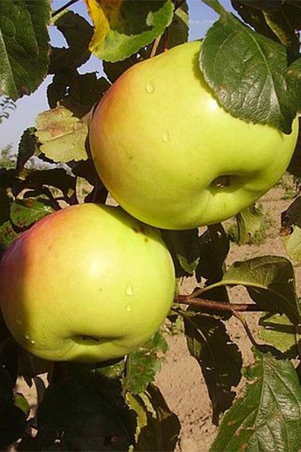 Описание и характеристика яблони сорта имрус