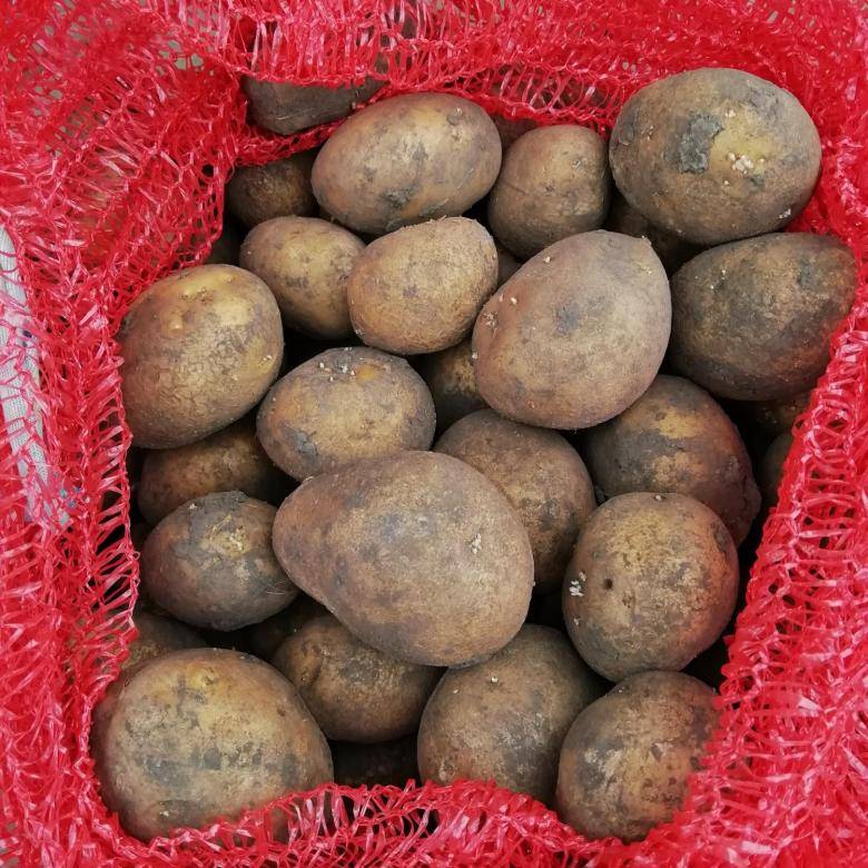 Сорта картофеля тулеевский