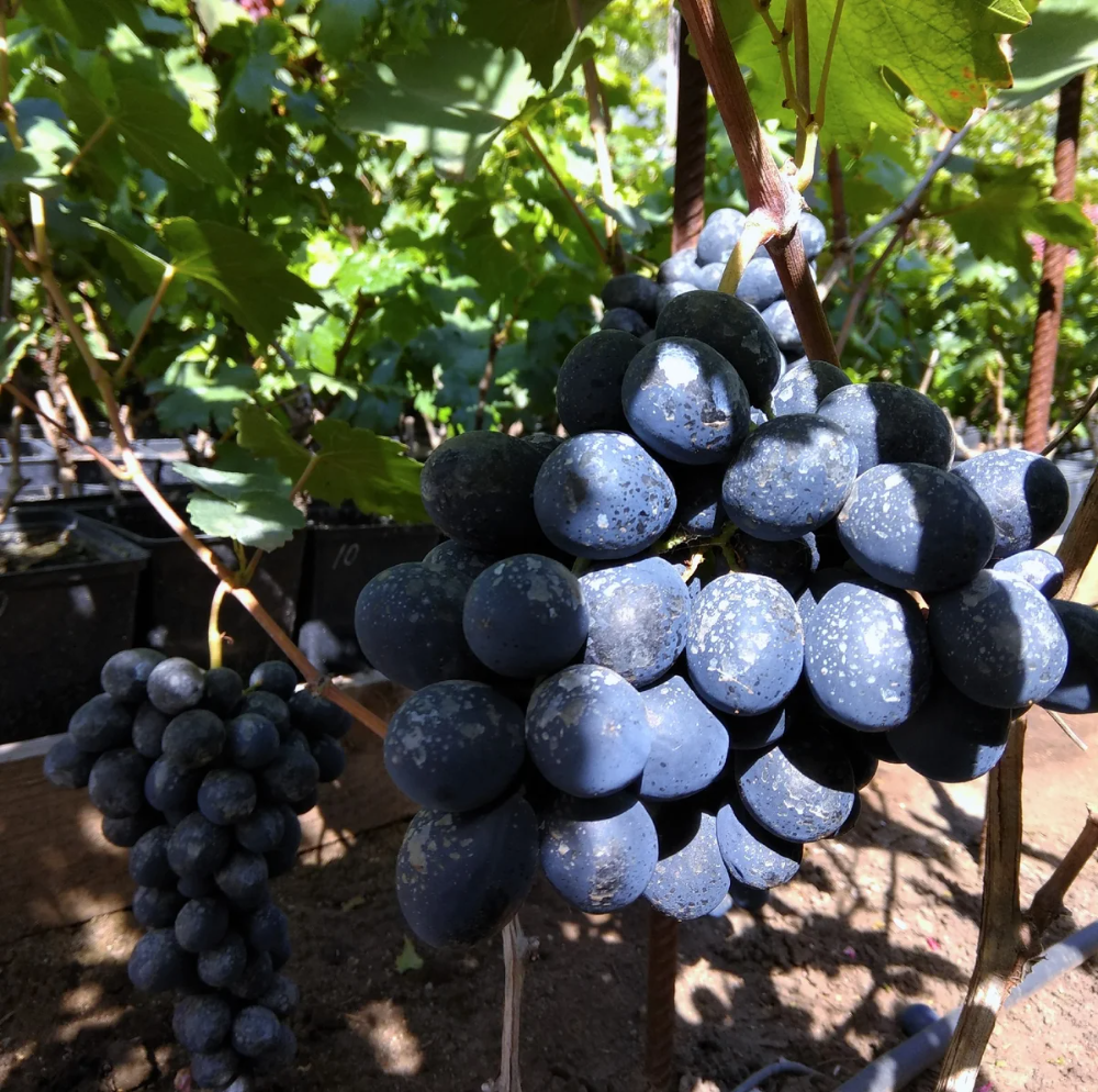 Выращивание кинельского винограда. гибридный виноград павловского эффект кинельский виноград климанов лучшие сорта