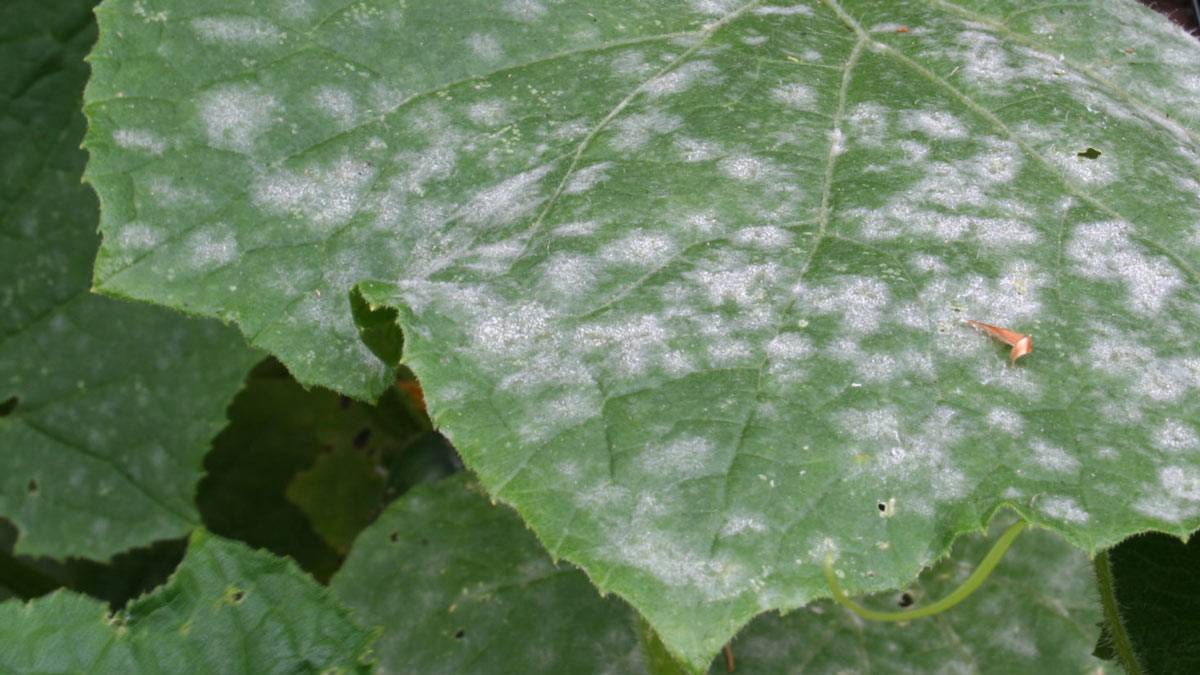 Белые пятна на листьях огурцов: причины появления и методы лечения