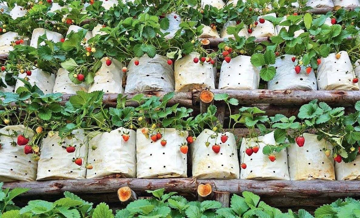 Выращиваем вертикально клубнику в трубах пвх: пошаговая инструкция