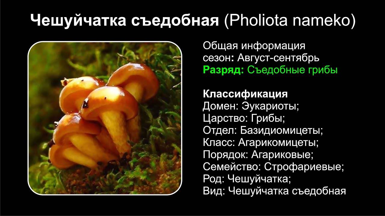 Съедобный гриб чешуйчатка: фото и описание видов чешуйчатки (обыкновенная, золотистая и боровая)