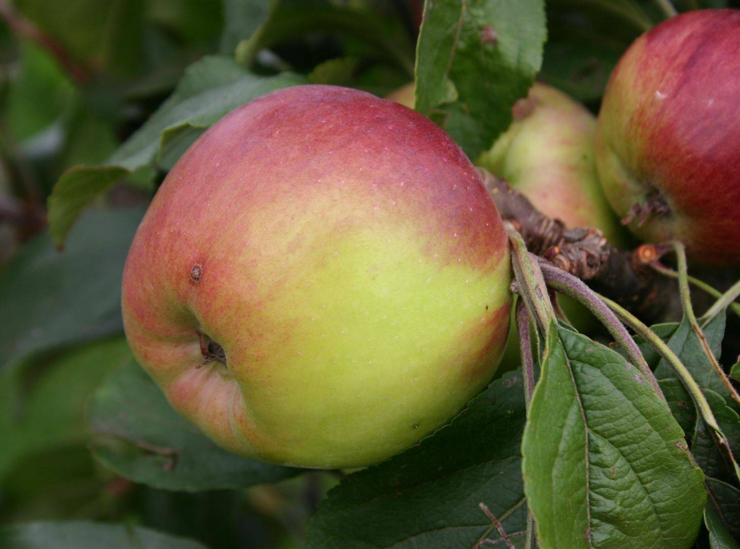 Яблоня штрейфлинг — сортовые особенности