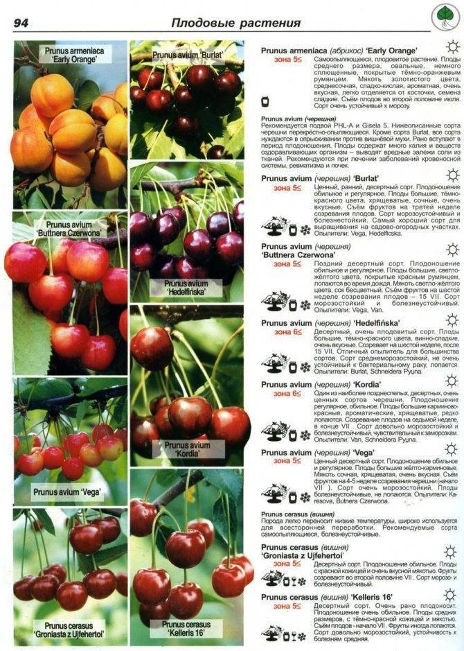 Вишня шакировская: описание и характеристики сорта, выращивание и уход с фото