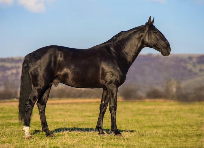 Кабардинская порода лошадей - описание и состояние на сегодняшний день