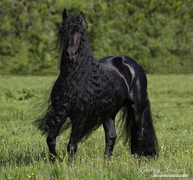 Фризская порода лошадей: история, описание, фото