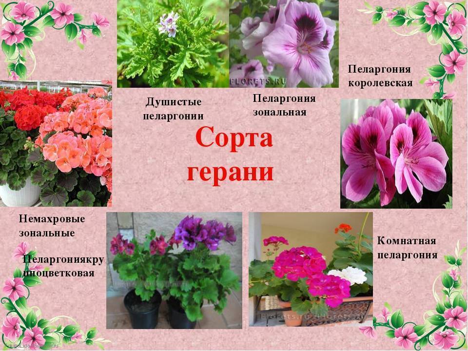 Межвидовая пеларгония описание сорта фото