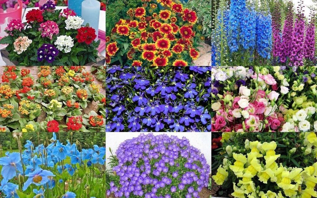 Однолетние цветущие все лето цветы. фото с названиями в 2021 году (неприхотливые, для клумбы, для сада, для дачи)