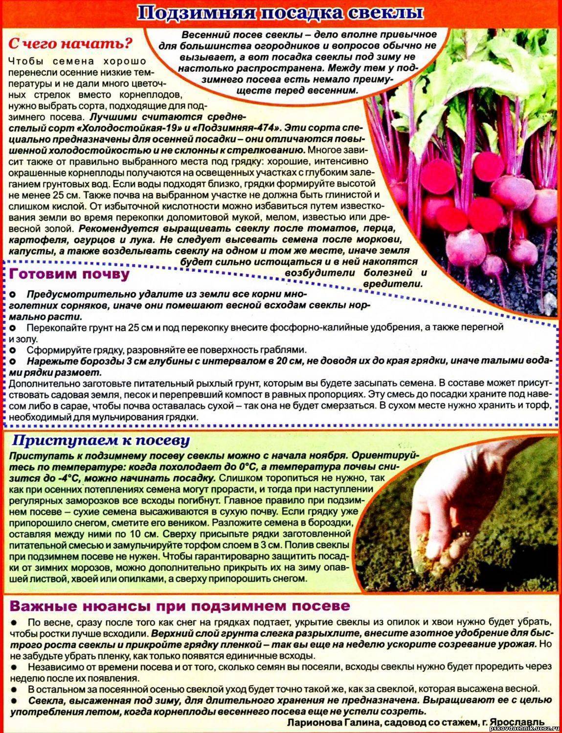 Посадка свеклы весной 2023 в открытый грунт семенами + сроки посева