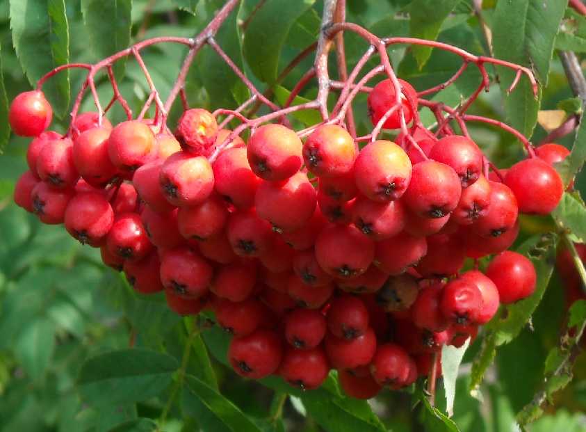 Рябина описание сорта фото отзывы. Sorbus SP. 'Titan'. Рябина сорт огонек. Рябина 