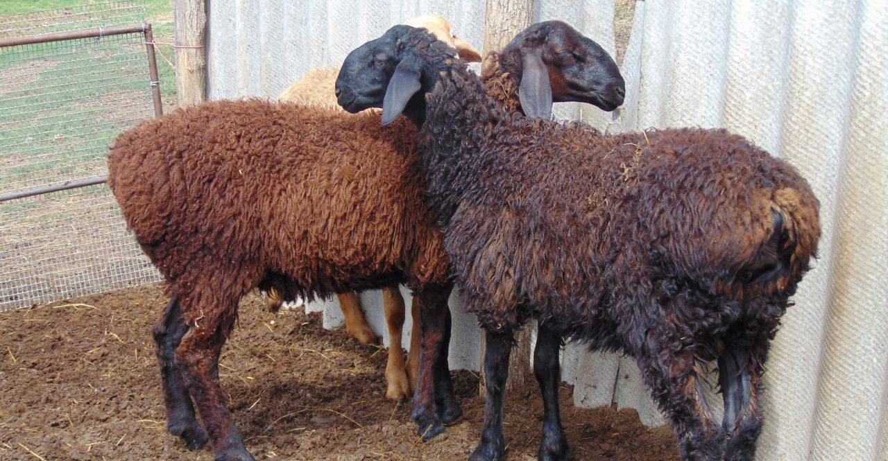 Гиссарская порода овец: характеристика, разведение и содержание, фото и видео